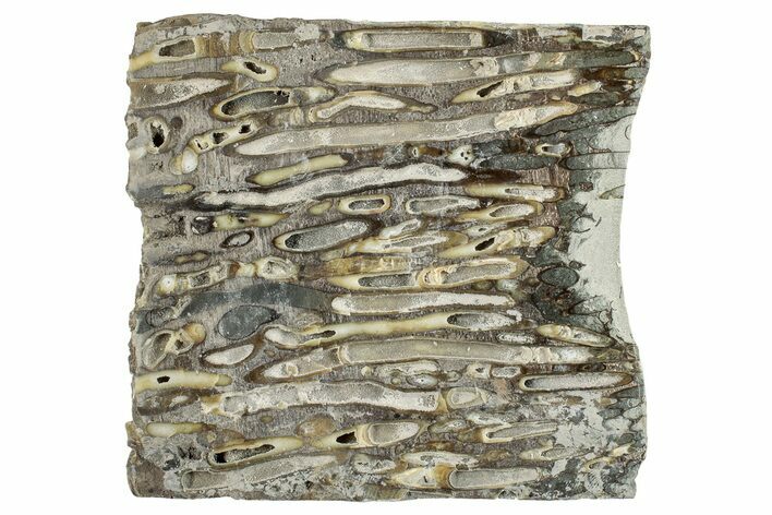 Polished Fossil Teredo (Shipworm Bored) Wood - England #279393